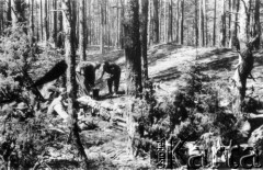 20-21.07.1944, Puszcza Rudnicka, pow. Wileńsko-Trocki.
Oddział partyzancki Bazy z Kedywu Komendy Okręgu Wileńskiego AK. Tymczasowy leśny biwak, zamaskowany choinkami.
Fot. Zygmunt Zniszczyński, zbiory Ośrodka KARTA, kolekcja BAZY-MIÓD [sygn. 7/7]


