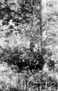 Koniec lipca 1944, Puszcza Grodzieńska, pow. Grodno.
Oddział partyzancki Bazy z Kedywu Komendy Okręgu Wileńskiego AK na biwaku w puszczy. Marian Januszewski 
