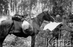 01-08.08.1944, okolice wsi Chorodyszcze, Puszcza Grodzieńska, pow. Grodno.
Oddział partyzancki Bazy z Kedywu Komendy Okręgu Wileńskiego AK podczas obozowania w lesie nad rzeką Kotrą, na północ od spalonej wsi Chorodyszcze. NN 