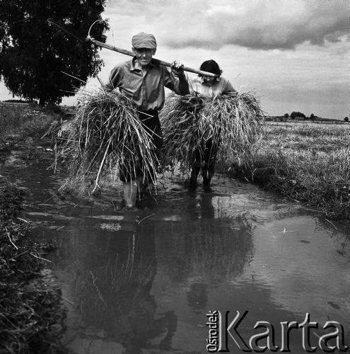 1972, Nowa Wieś, Polska.
Mokre żniwa. Tradycyjne zbiory zbóż przy pomocy kosy. 
Fot. Wojciech Druszcz, zbiory Ośrodka KARTA