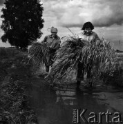 1972, Nowa Wieś, Polska.
Mokre żniwa. Tradycyjne zbiory zbóż przy pomocy kosy. 
Fot. Wojciech Druszcz, zbiory Ośrodka KARTA
