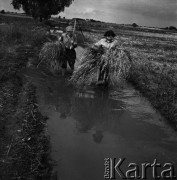 1972, Nowa Wieś, Polska.
Mokre żniwa. Tradycyjne zbiory zbóż przy pomocy kosy. 
Fot. Wojciech Druszcz, zbiory Ośrodka KARTA