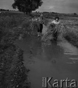 1972, Nowa Wieś, Polska.
Mokre żniwa. Tradycyjne zbiory zbóż przy pomocy kosy. 
Fot. Wojciech Druszcz, zbiory Ośrodka KARTA