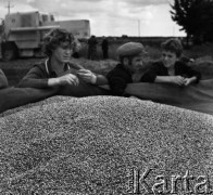 1972, Nowa Wieś, Polska.
Zebrane w czasie żniw ziarno.
Fot. Wojciech Druszcz, zbiory Ośrodka KARTA