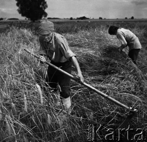 1972, Nowa Wieś, Polska.
Mokre żniwa. Tradycyjne zbiory zbóż przy pomocy kosy. 
Fot. Wojciech Druszcz, zbiory Ośrodka KARTA
