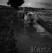 1972, Nowa Wieś, Polska.
Mokre żniwa. Tradycyjne zbiory zbóż przy pomocy kosy. 
Fot. Wojciech Druszcz, zbiory Ośrodka KARTA