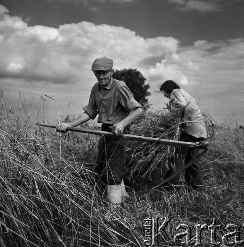 1972, Nowa Wieś, Polska.
Mokre żniwa. Tradycyjne zbiory zbóż przy pomocy kosy. 
Fot. Wojciech Druszcz, zbiory Ośrodka KARTA