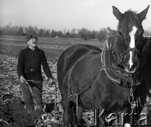 1973, Rokoszyce, Polska.
Orka przy pomocy pługa.
Fot. Wojciech Druszcz, zbiory Ośrodka KARTA