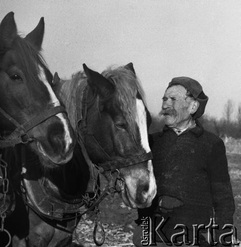 1973, Rokoszyce, Polska.
Orka przy pomocy pługa.
Fot. Wojciech Druszcz, zbiory Ośrodka KARTA