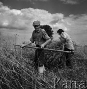 1972, Nowa Wieś, Polska.
Mokre żniwa. Tradycyjne zbiory zbóż przy pomocy kosy. 
Fot. Wojciech Druszcz, zbiory Ośrodka KARTA