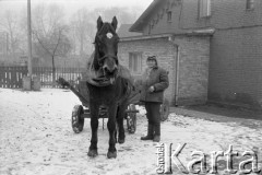 1976-1978, Ruda Śląska, woj. katowickie, Polska.
Mężczyzna obok konia z wozem drabiniastym.
Fot. Joanna Helander, zbiory Ośrodka KARTA