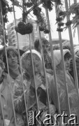 Sierpień 1980, Gdańsk, Polska.
Strajk okupacyjny w Stoczni Gdańskiej im. Lenina. Ludzie zgromadzeni za bramą stoczni.
Fot. Zbigniew Trybek, zbiory Ośrodka KARTA

