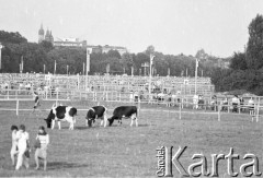 22.06.1983, Kraków, Polska.
Druga pielgrzymka Jana Pawła II do Polski. Wierni opuszczają Błonia krakowskie po zakończeniu mszy świętej celebrowanej przez Jana Pawła II, obok pasą się krowy.
Fot. Jerzy Szot, zbiory Ośrodka KARTA