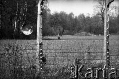1989, Oświęcim, Polska.
KL Auschwitz Birkenau. Ogrodzenie obozowe. Lampa. W głębi sarna. W tle las.
Fot. Piotr Dylik, zbiory Ośrodka KARTA