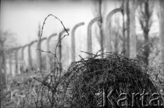 1985, Oświęcim, Polska.
KL Auschwitz Birkenau. Ogrodzenie obozowe. Zwój drutu kolczastego.
Fot. Piotr Dylik, zbiory Ośrodka KARTA