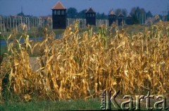 1992, Oświęcim, Polska.
KL Auschwitz Birkenau. Pole kukurydzy. W głębi ogrodzenie obozu i wieże strażnicze.
Fot. Piotr Dylik, zbiory Ośrodka KARTA