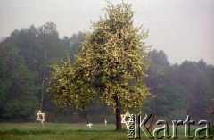 1990, Oświęcim, Polska.
KL Auschwitz Birkenau. Łąka i drzewa. Krzyże i gwiazdy Dawida.
Fot. Piotr Dylik, zbiory Ośrodka KARTA