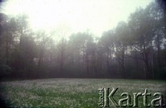 1990, Oświęcim, Polska.
KL Auschwitz Birkenau. Kwitnąca łąka. Drzewa.
Fot. Piotr Dylik, zbiory Ośrodka KARTA