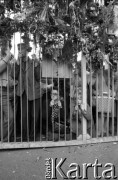 Sierpień 1980, Gdańsk, Polska.
Strajk w Stoczni Gdańskiej im. Lenina. Za bramą stoczni, którą ozdobiona kwiatami zgromadzeni członkowie rodzin strajkujących oraz ludzie popierający strajk.
Fot. Witold Górka, zbiory Ośrodka KARTA