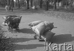 1990, Polska.
Worki pozostawione na ulicy. 
Fot. Witold Górka, zbiory Ośrodka KARTA