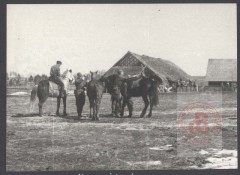 1944, okolice Wilna.
Konie taborowe 3 Wileńskiej Brygady Armii Krajowej.  Brygada działała na Wileńszczyźnie, brała udział w akcji Burza i operacji 