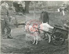 Listopad 1944, Holandia.
Żołnierz 1 Dywizji Pancernej gen. Stanisława Maczka podczas rozmowy z chłopcem wiozącym na wozie zaprzęgniętym w kozę bańkę do mleka.
Fot. NN, Studium Polski Podziemnej w Londynie