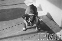 10-12.03.1943, Londyn, Anglia, Wielka Brytania.
Kampania 