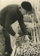 1960-1970, Anglia, Wielka Brytania.
Generał Marian Żegota-Januszajtis podczas pracy w swojej pieczarkarni.
Fot. NN, Instytut Polski i Muzeum im. gen. Sikorskiego w Londynie [album nr 10 - gen. Marian Żegota-Januszajtis].