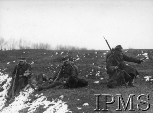 Lata 20., Polska.
Szkolenie psów meldunkowych.
Fot. NN, Instytut Polski i Muzeum im. gen. Sikorskiego w Londynie