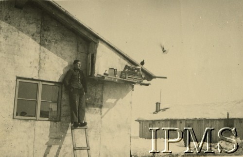 1940, Targu-Jiu, Rumunia.
Obóz internowania dla żołnierzy Wojska Polskiego. Żołnierz przy gołębniku.
Fot. Stanisław Sarek,  Instytut Polski i Muzeum im. gen. Sikorskiego [album 324 przekazany przez Andre Arbitre za pośrednictwem Zofii Sereskiej - żołnierze w Targu-Jiu w Rumunii]