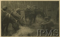 1921-1939, Polska.
Żołnierz Wojska Polskiego przy koniach. 
Fot. NN, Instytut Polski i Muzeum im. gen. Sikorskiego w Londynie