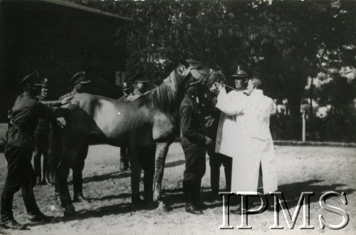 Lata 30., Warszawa, Polska.
Koszary 1 Pułku Szwoleżerów Józefa Piłsudskiego, żołnierze piłują zęby koniowi. 
Fot. NN, Instytut Polski i Muzeum im. gen. Sikorskiego w Londynie [koperta Koło 1 Pułku Szwoleżerów, kolekcja 617]