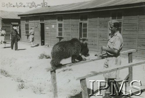 Październik 1942, prawdopodobnie Irak.
Niedźwiedź Wojtek, maskotka żołnierzy 22 Kompanii Zaopatrywania Artylerii. 
Fot. NN, Instytut Polski i Muzeum im. gen. Sikorskiego