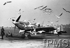 Zima 1941, Exeter, Anglia, Wielka Brytania.
Mewy nad samolotem 317 Dywizjonu Myśliwskiego.
Fot. NN, Instytut Polski i Muzeum im. gen. Sikorskiego w Londynie