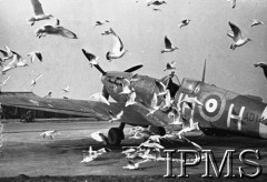 Zima 1941, Exeter, Anglia, Wielka Brytania.
Mewy nad samolotem 317 Dywizjonu Myśliwskiego.
Fot. NN, Instytut Polski i Muzeum im. gen. Sikorskiego w Londynie