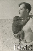 1940-1942, Afryka Północna.
Polski żołnierz z młodym pawianem na rękach.
Fot. NN, Instytut Polski im. Gen. Sikorskiego w Londynie [koperta - Włosi].