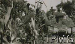 1944, Morze Adriatyckie (okolice), Włochy.
Żołnierze 7 Pułku Artylerii Przeciwpancernej w zamaskowanym czołgu.
Fot. NN, Instytut Polski i Muzeum im. gen. Sikorskiego w Londynie, [album 164 - 7 Pułk Artylerii Przeciwpancernej, 19 XII 1945 Irak - Włochy].