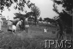 1942-1943, Ifunda, Tanganika.Praca na farmie w pobliżu osiedla dla polskich uchodźców. [Polscy uchodźcy w 1942 roku trafili do Iranu wraz z nowoutworzonym Wojskiem Polskim pod dowództwem generała Władysława Andersa (w dwóch rzutach ewakuacyjnych z ZSRR w marcu i sierpniu). W sumie oprócz wojska dotarło tam 38 tys. Polaków, z czego ponad połowę stanowiły dzieci i młodzież. Ok. 20 tys. znalazło się następnie w Afryce, polskie osiedla znajdowały się przede wszystkim w: Ugandzie, Kenii, Tanganice, Rodezji Północnej i Rodezji Południowej, Związku Południowej Afryki.]Fot. NN, Instytut Polski i Muzeum im. gen. Sikorskiego w Londynie [album 212 - Osiedla polskie w Afryce Wschodniej].