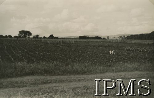 1943, Ifunda, Tanganika.
Pole przy osiedlu dla polskich uchodźców.
[Polscy uchodźcy w 1942 trafili do Iranu wraz z nowoutworzonym Wojskiem Polskim pod dowództwem generała Władysława Andersa (w dwóch rzutach ewakuacyjnych z ZSRR w marcu i sierpniu). W sumie oprócz wojska dotarło tam 38 tysięcy Polaków, z czego ponad połowę stanowiły dzieci i młodzież. Ok. 20 tys. znalazło się następnie w Afryce, polskie osiedla znajdowały się przede wszystkim w: Ugandzie, Kenii, Tanganice, Rodezji Północnej i Rodezji Południowej, Związku Południowej Afryki].
Fot. NN, Instytut Polski i Muzeum im. gen. Sikorskiego w Londynie [album 288 - gen. Andersowi uchodźstwo w Afryce Wsch. 19.07.1943, w albumie dedykacja: panu generałowi Władysławowi Andersowi w imieniu uchodźstwa w Afryce inż. K. Kazimierczak, delegat MPiOS Nairobi].
