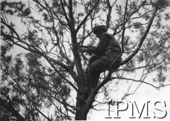 1941-1944, Wielka Brytania.
Ćwiczenia 1 Samodzielnej Brygady Spadochronowej, żołnierze na drzewie.
Fot. NN, Instytut Polski i Muzeum im. gen. Sikorskiego w Londynie [szuflada 25 - saperzy, komandosi, spadochroniarze, sygn. 8863].