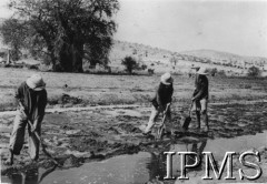 Druga połowa 1942, Ifunda, Tanganika.
Okolice osiedla dla polskich uchodźców, mężczyźni przy regulacji kanałów irygacyjnych.
[Polscy uchodźcy w 1942 trafili do Iranu wraz z nowoutworzonym Wojskiem Polskim pod dowództwem generała Władysława Andersa (w dwóch rzutach ewakuacyjnych z ZSRR w marcu i sierpniu). W sumie oprócz wojska dotarło tam 38 tysięcy Polaków, z czego ponad połowę stanowiły dzieci i młodzież. Ok. 20 tys. znalazło się następnie w Afryce, polskie osiedla znajdowały się przede wszystkim w: Ugandzie, Kenii, Tanganice, Rodezji Północnej i Rodezji Południowej, Związku Południowej Afryki. Ifunda była średniej wielkości osiedlem w Tanganice].
Fot. NN, Instytut Polski i Muzeum im. gen. Sikorskiego w Londynie [szuflada 45 - Polacy na emigracji].
