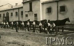 Lata 20., Lwów, Polska.
Czyszczenie koni 3-ci szwadronu. 
Fot. NN, Instytut Polski i Muzeum im. gen. Sikorskiego w Londynie