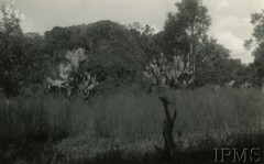 1935-1937, Morska Wola, Parana, Brazylia.
Kaktusy przy drodze z Gramado nad rzeką Piquiry.
Fot. NN, Instytut Polski i Muzeum im. gen. Sikorskiego w Londynie [Koperta 