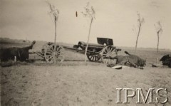 Wrzesień 1939, Polska.
Kampania wrześniowa, wkroczenie oddziałów niemieckich do Polski. Martwe konie leżące obok działa. Fotografia wykonana przez nieznanego żołnierza Wehrmachtu.
Fot. NN, Instytut Polski im. Gen. Sikorskiego w Londynie [teczka nr 140a]