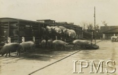 Przed 1939, Polska.
Transport zwierząt do rzeźni. Świnie wychodzą z wagonu kolejowego po pochylni. 
Fot. NN, Instytut Polski i Muzeum im. gen. Sikorskiego w Londynie