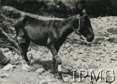 1944, Włochy.
Wychudzony muł ranny podczas walk.
Fot. NN, Instytut Polski i Muzeum im. gen. Sikorskiego w Londynie [album 76 - 2 Korpus Polski dla Rudnickiego].