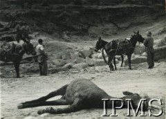 1944, Włochy.
Żołnierze 2 Korpusu z mułami, na pierwszym planie zabite zwierzę.
Fot. NN, Instytut Polski i Muzeum im. gen. Sikorskiego w Londynie [album 76 - 2 Korpus Polski dla Rudnickiego].