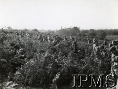 21.10.1946, Wielka Brytania. (?).
Polscy żołnierze na polu. Podpis oryginalny: „O godzinie 8.00 kompania wsparcia wyjeżdża do pracy przy wybieraniu kartofli. Każdy z humorem przystępuje do pracy, w czasie przerwy obiadowej gospodarz częstuje nas herbatą