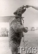 1942-1943, Bliski Wschód. 
Obóz Armii Polskiej na Wschodzie. Niedźwiedź Wojtek, maskotka żołnierzy 22 Kompanii Zaopatrywania Artylerii 2 Korpusu podczas karmienia. 
Fot. NN, Instytut Polski im. gen. Sikorskiego w Londynie.
