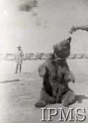 1942-1943, Bliski Wschód. 
Obóz Armii Polskiej na Wschodzie. Niedźwiedź Wojtek, maskotka żołnierzy 22 Kompanii Zaopatrywania Artylerii 2 Korpusu  podczas karmienia. 
Fot. NN, Instytut Polski im. gen. Sikorskiego w Londynie.
